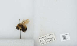 Слика од Bombus affinis Cresson 1864