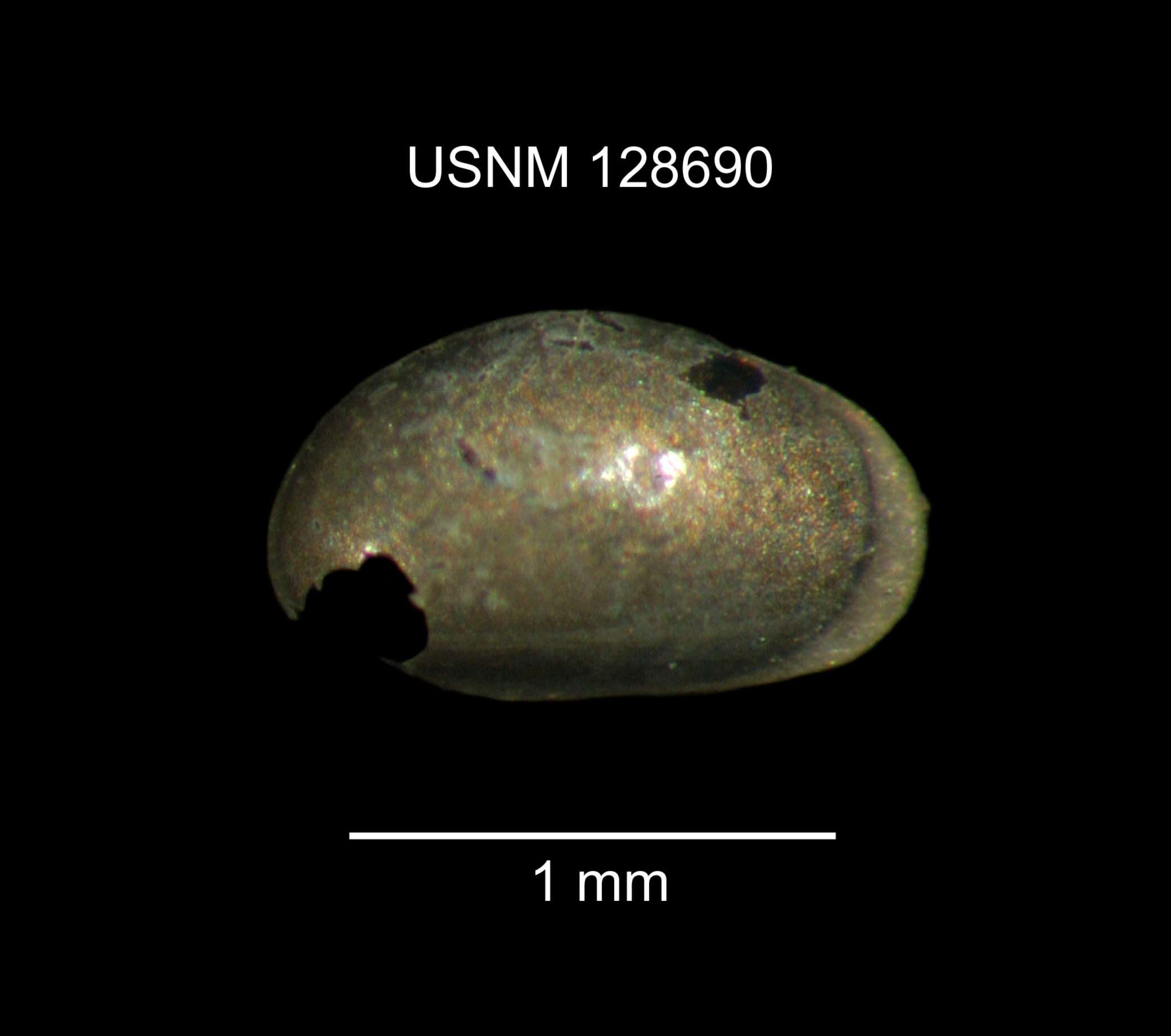 صورة Heterocypris incongruens (Ramdohr 1808)