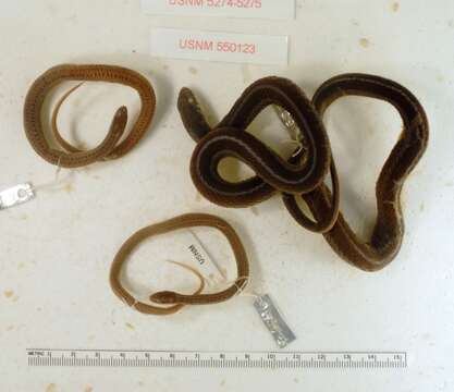 Image of Thamnophis sirtalis pickeringii (Baird & Girard 1853)