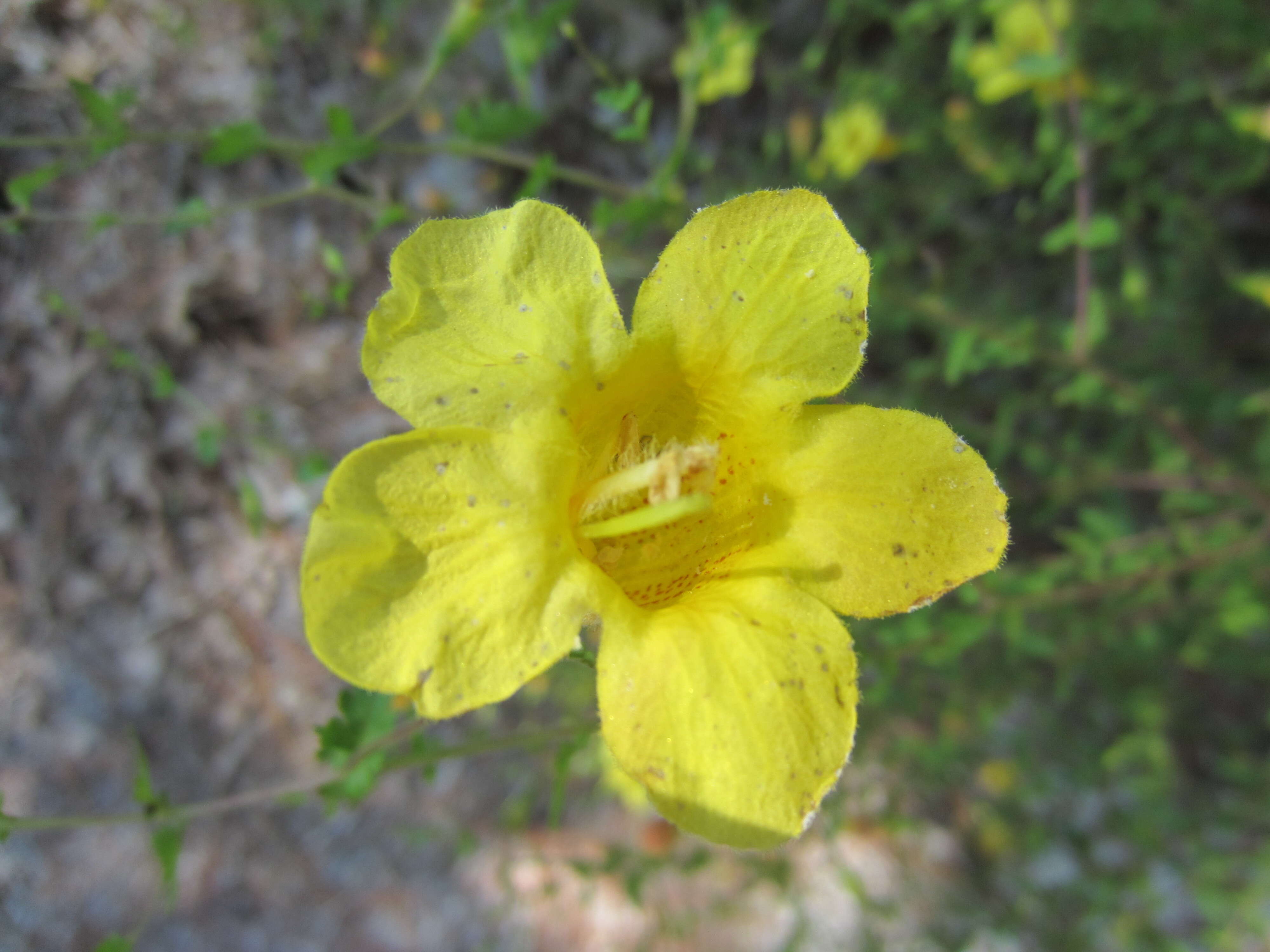 Image of fernleaf yellow false foxglove