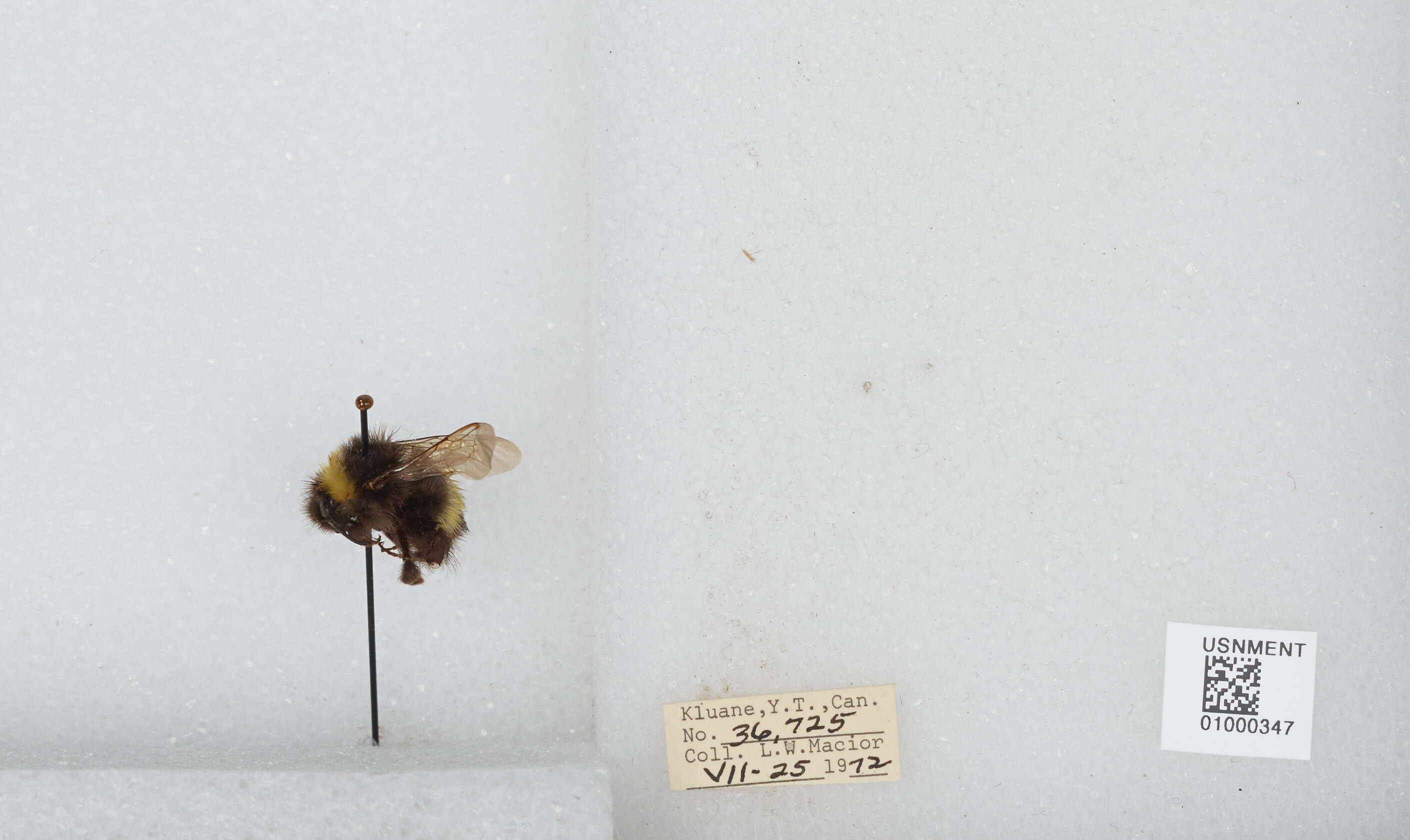 Image of White-tailed bumblebee