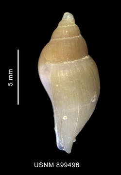 Image of Paradmete fragillima (R. B. Watson 1882)