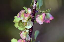 Image of Wimmeria microphylla L. Radlkofer