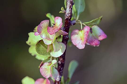 Слика од Wimmeria microphylla L. Radlkofer