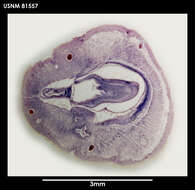 Image of Parborlasia fueguina Serna de Esteban & Moretto 1968