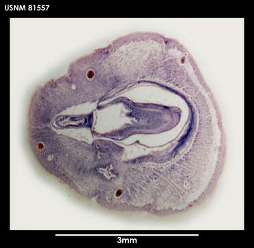 Image de Parborlasia fueguina Serna de Esteban & Moretto 1968