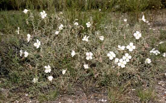 Imagem de Oenothera pallida subsp. runcinata (Engelm.) Munz & W. Klein