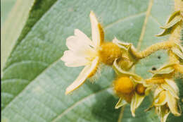 Image of Luehea Willd.