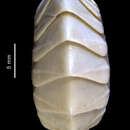 Image of Nuttallochiton hyadesi (Rochebrune 1889)