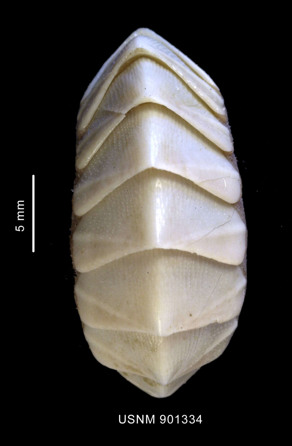 Image of Nuttallochiton hyadesi (Rochebrune 1889)