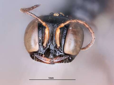 صورة Carinostigmus luzonensis Tsuneki ex Tsuneki, Nozaka, Tano, Kurokawa & Murota 1992