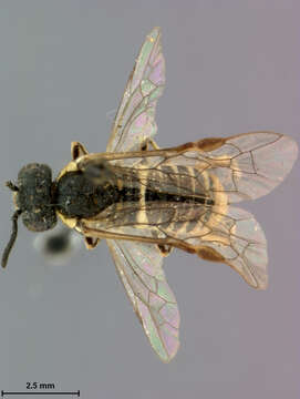 Image of Macrophya Dahlbom 1835