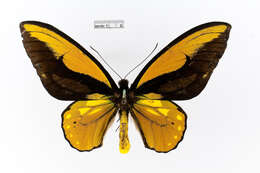 Image of Wallace's Golden Birdwing