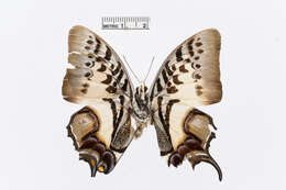 Image of Polyura dehaanii Westwood 1850