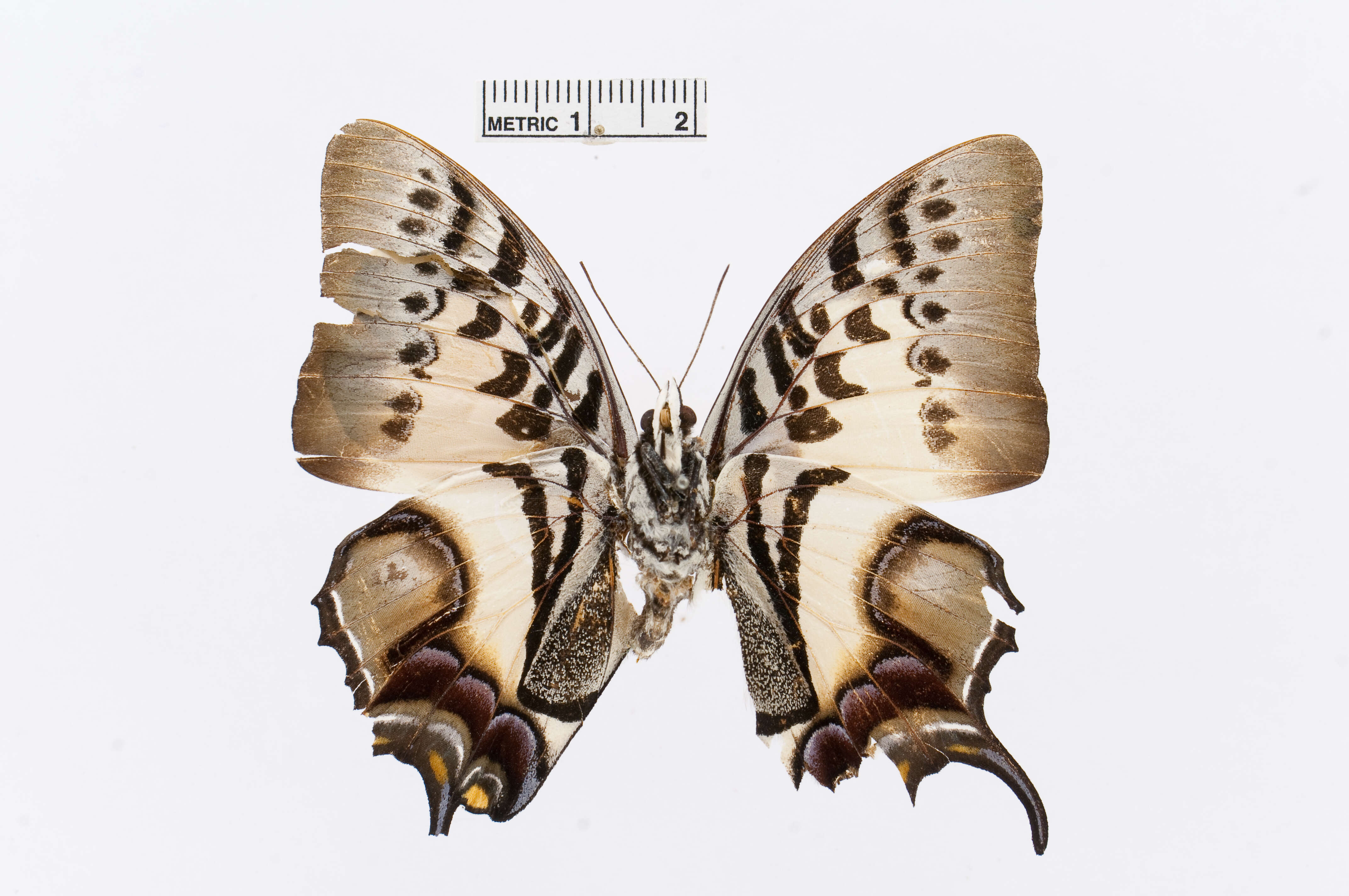 Image of Polyura dehaanii Westwood 1850