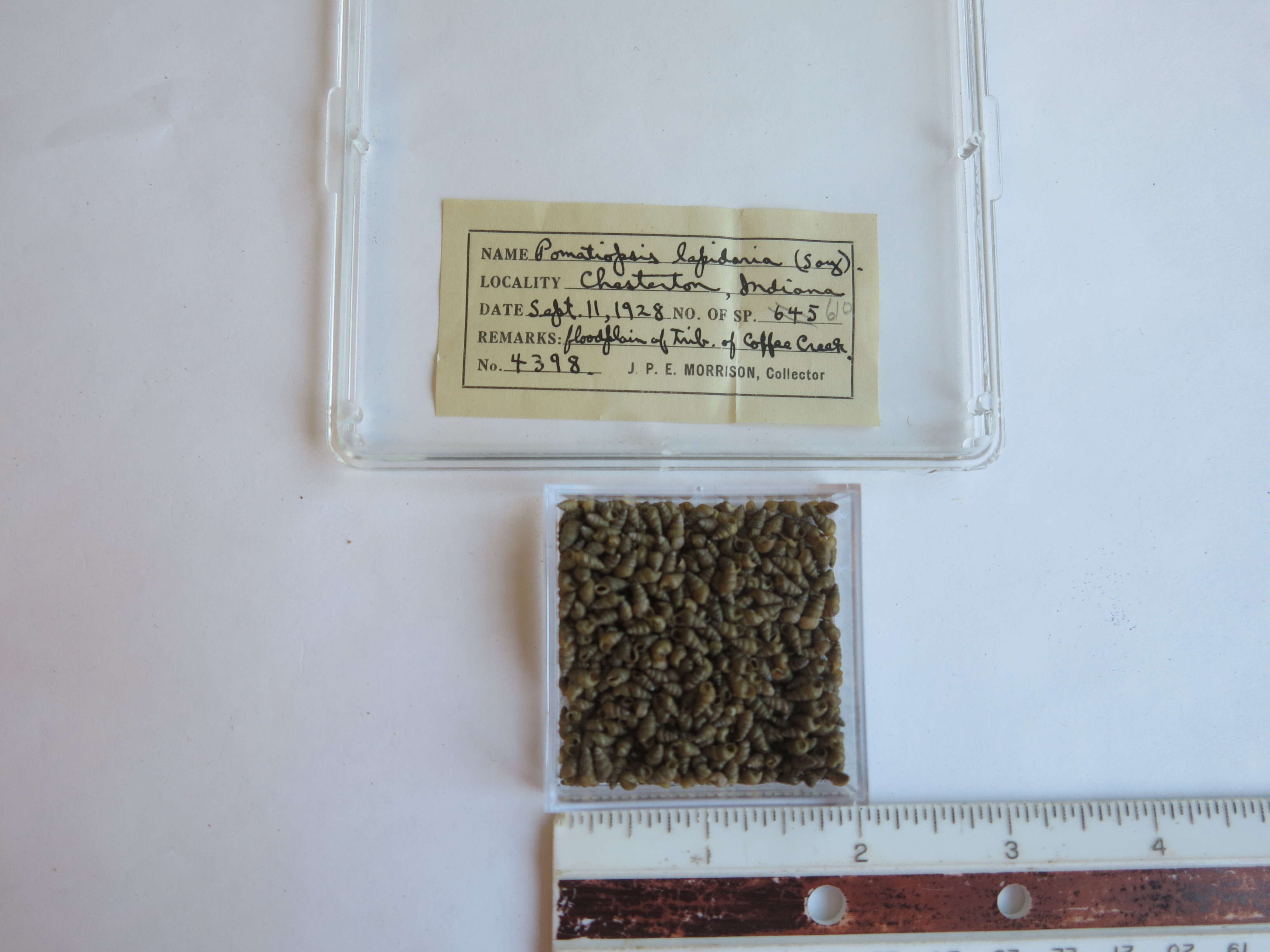 Plancia ëd Pomatiopsis Tryon 1862