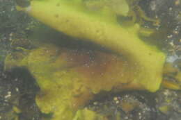 Image of Phaeophyceae