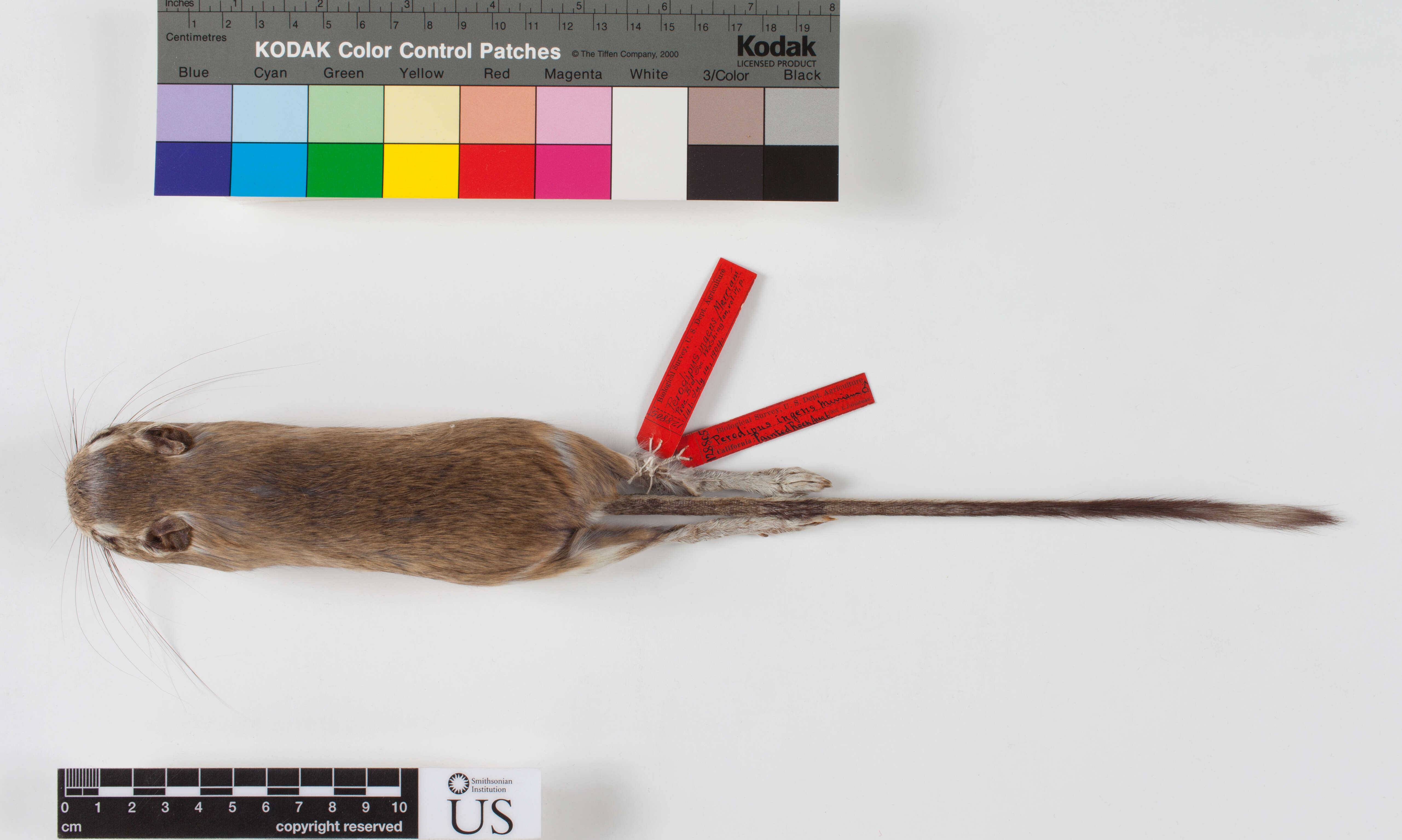 Image of Giant Kangaroo Rat