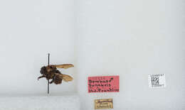 Image of Bombus funebris Smith 1854