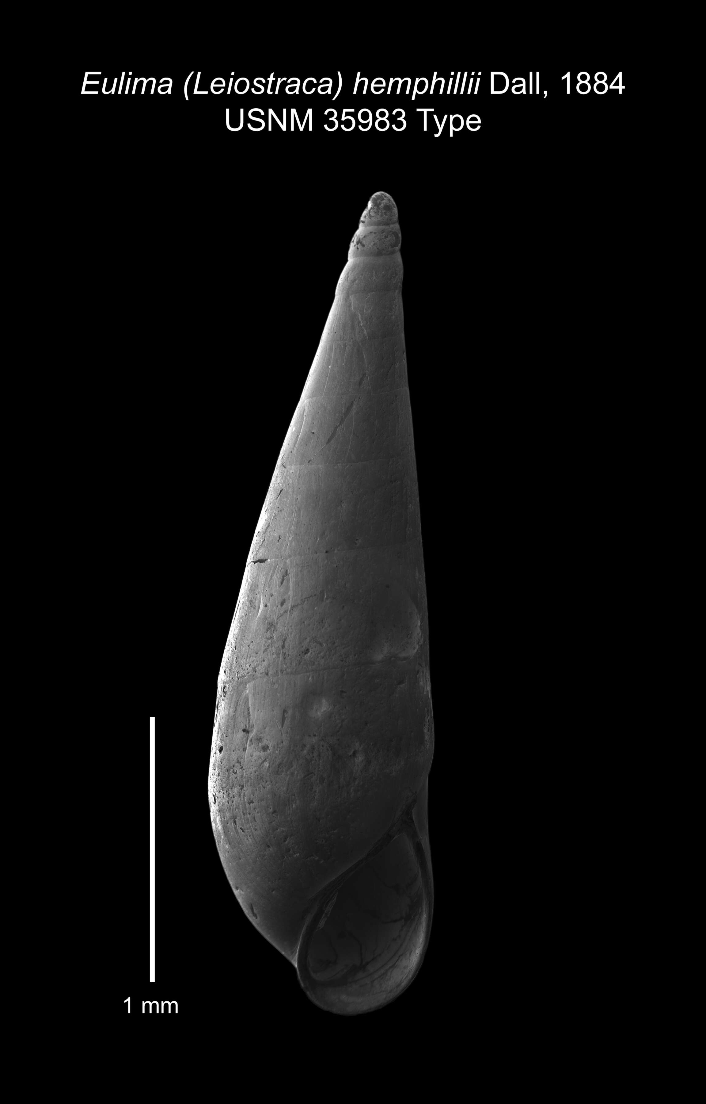 Image de Microeulima hemphillii (Dall 1884)