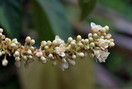 Imagem de Paullinia stellata L. Radlk.