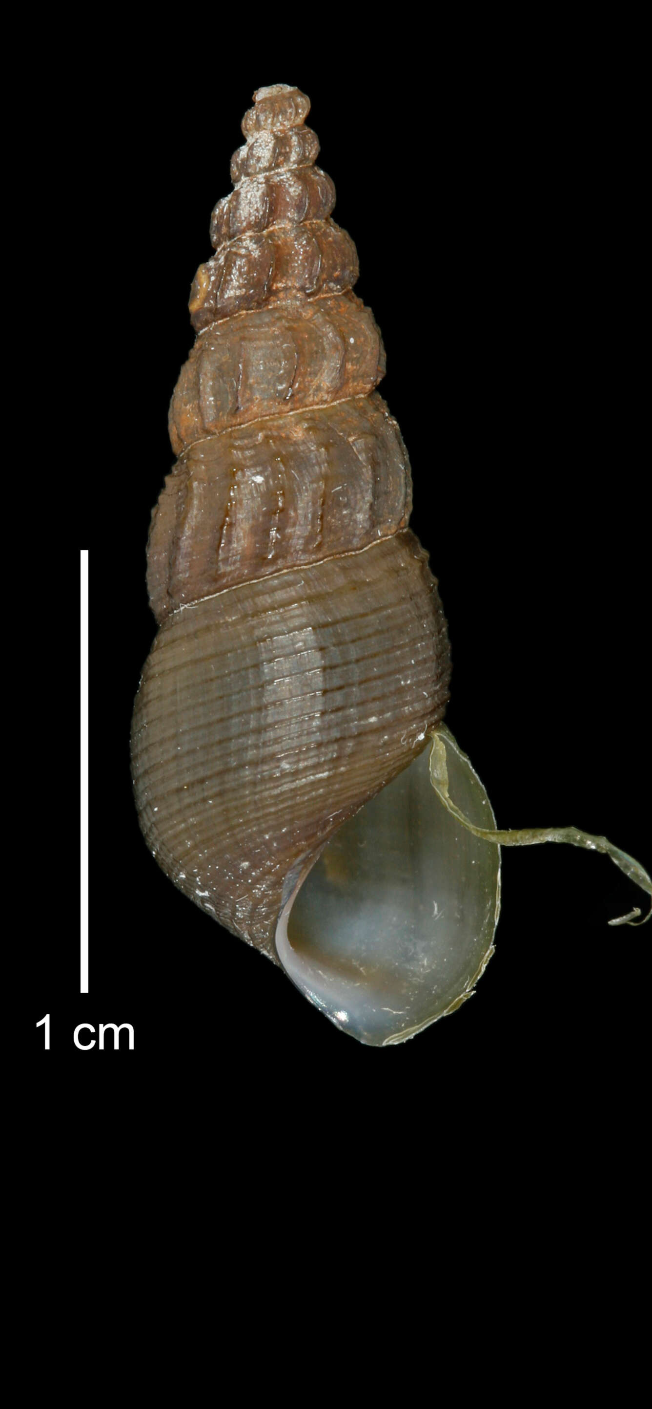 Image of Juga plicifera (I. Lea 1838)