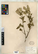 Image of Salvia breviflora Moc. & Sessé ex Benth.