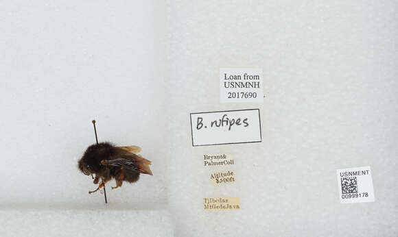 Image of Bombus rufipes Lepeletier 1836