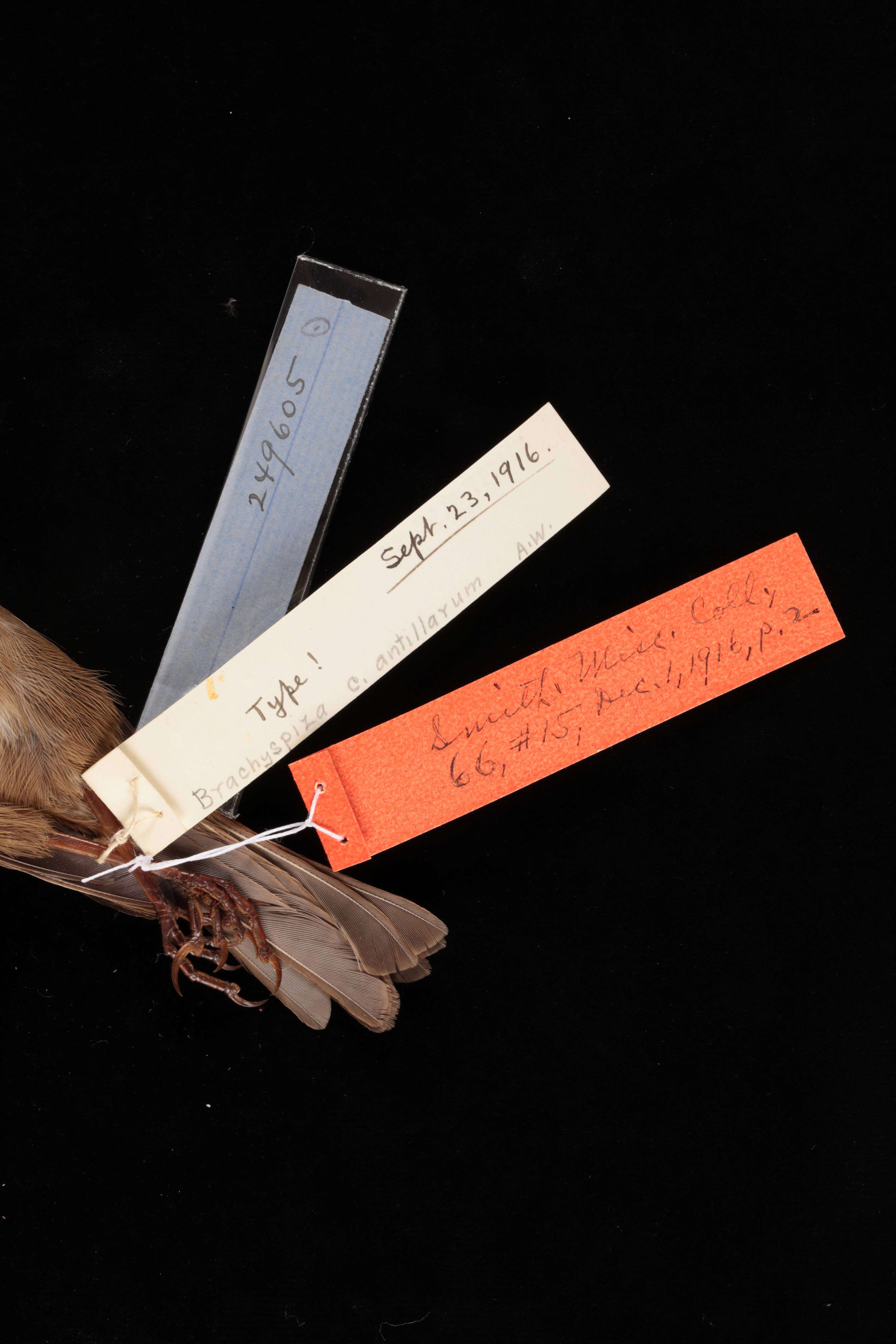 Sivun Zonotrichia capensis antillarum (Riley 1916) kuva