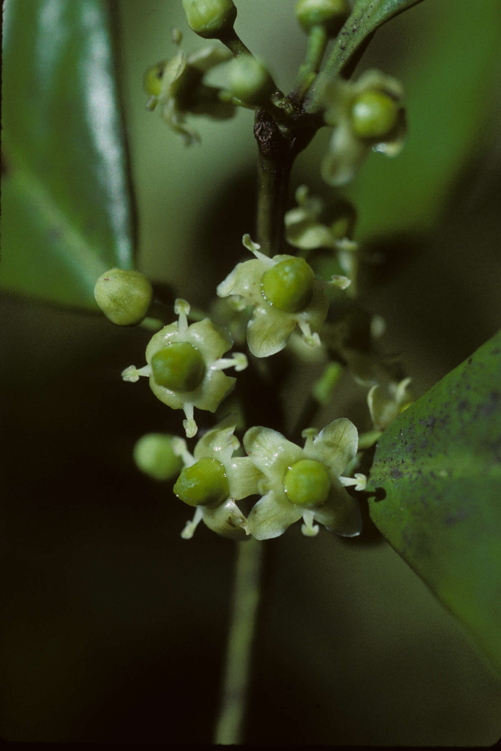 Ilex nitida (Vahl) Maxim. resmi