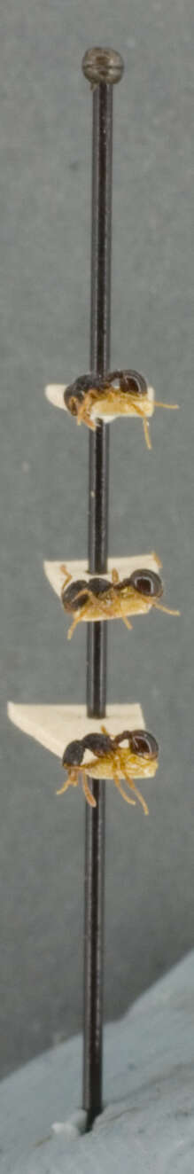 Image of Myrmecina modesta subarmata Mann 1919