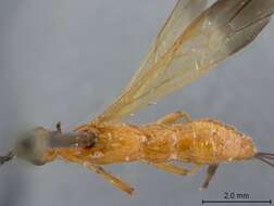 Image of Megaloproctus parkeri Marsh 2002