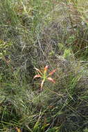 Image of pine lily