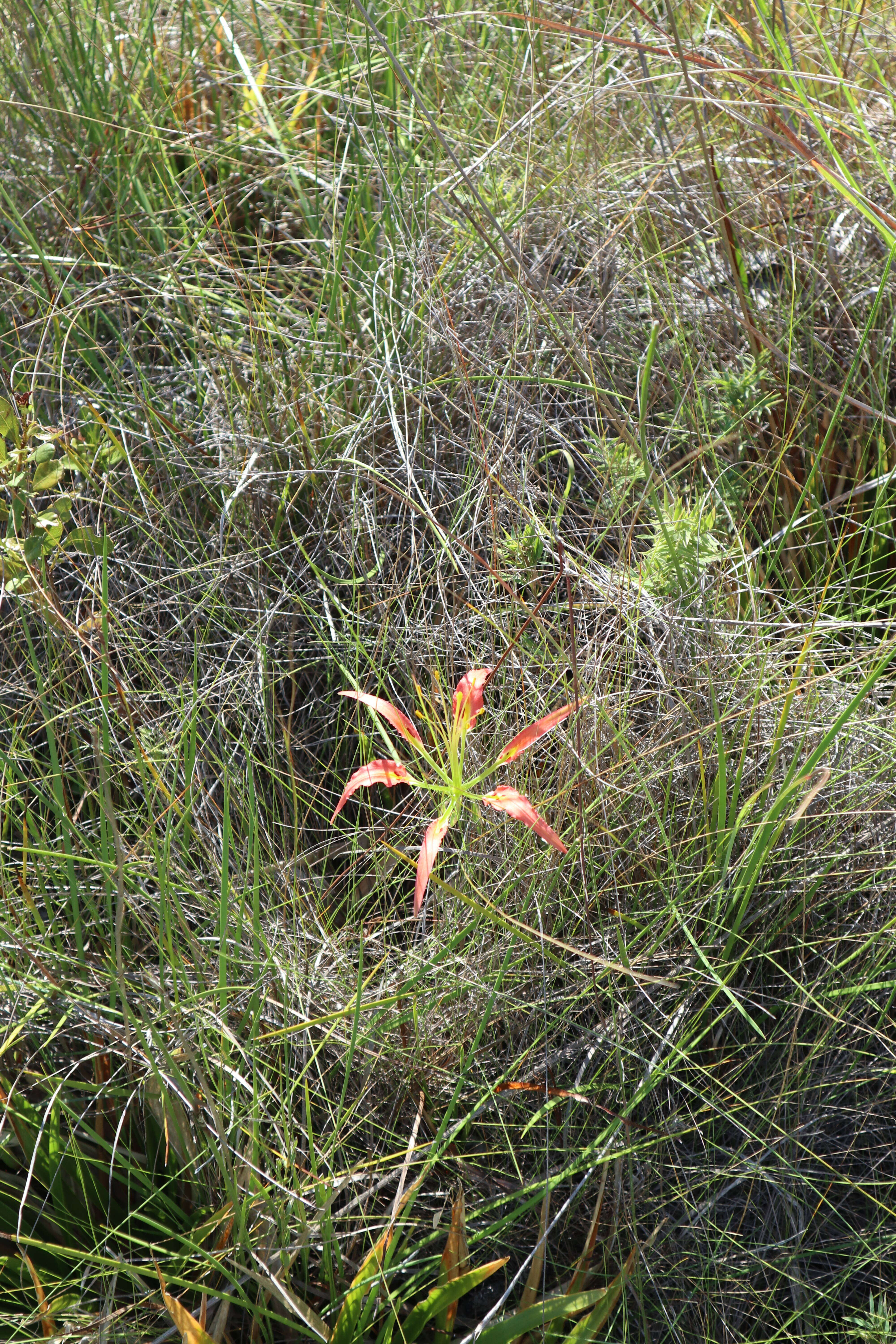 Image of pine lily