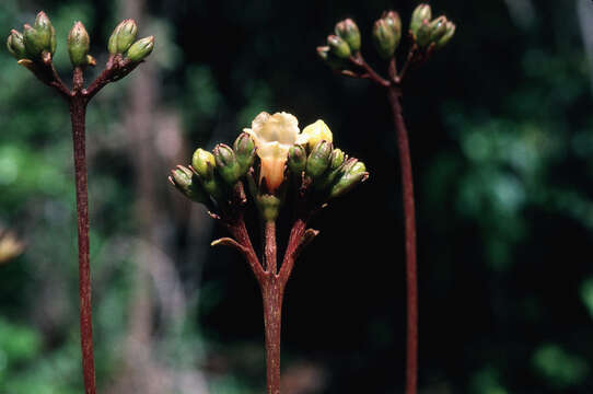 Imagem de Rhytidophyllum tomentosum (L.) Mart.