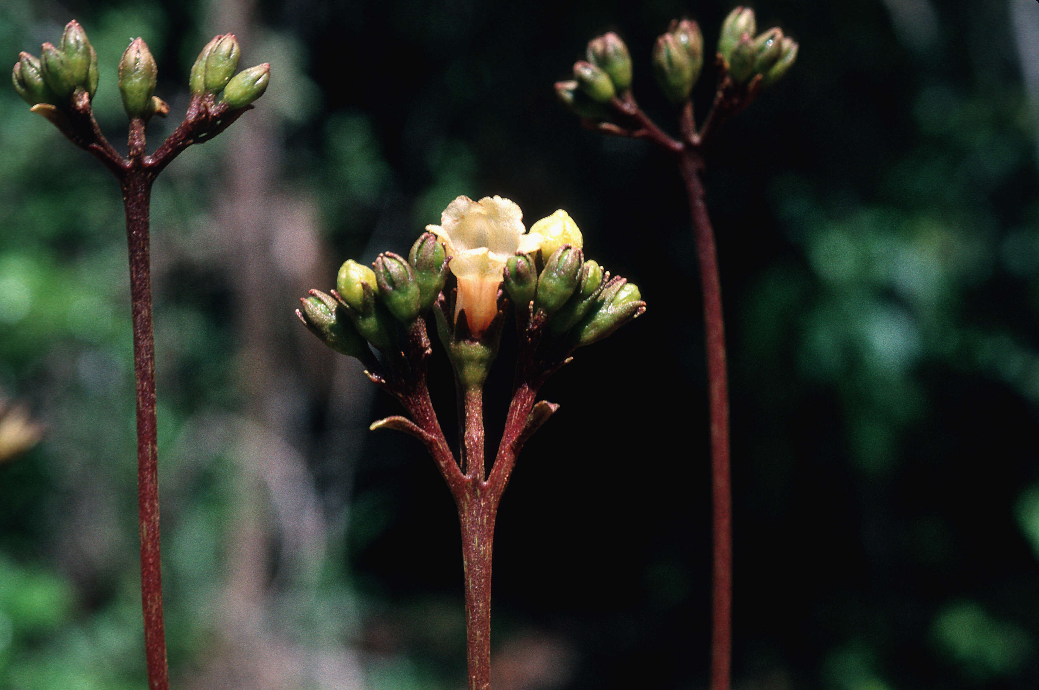Image of Rhytidophyllum tomentosum (L.) Mart.
