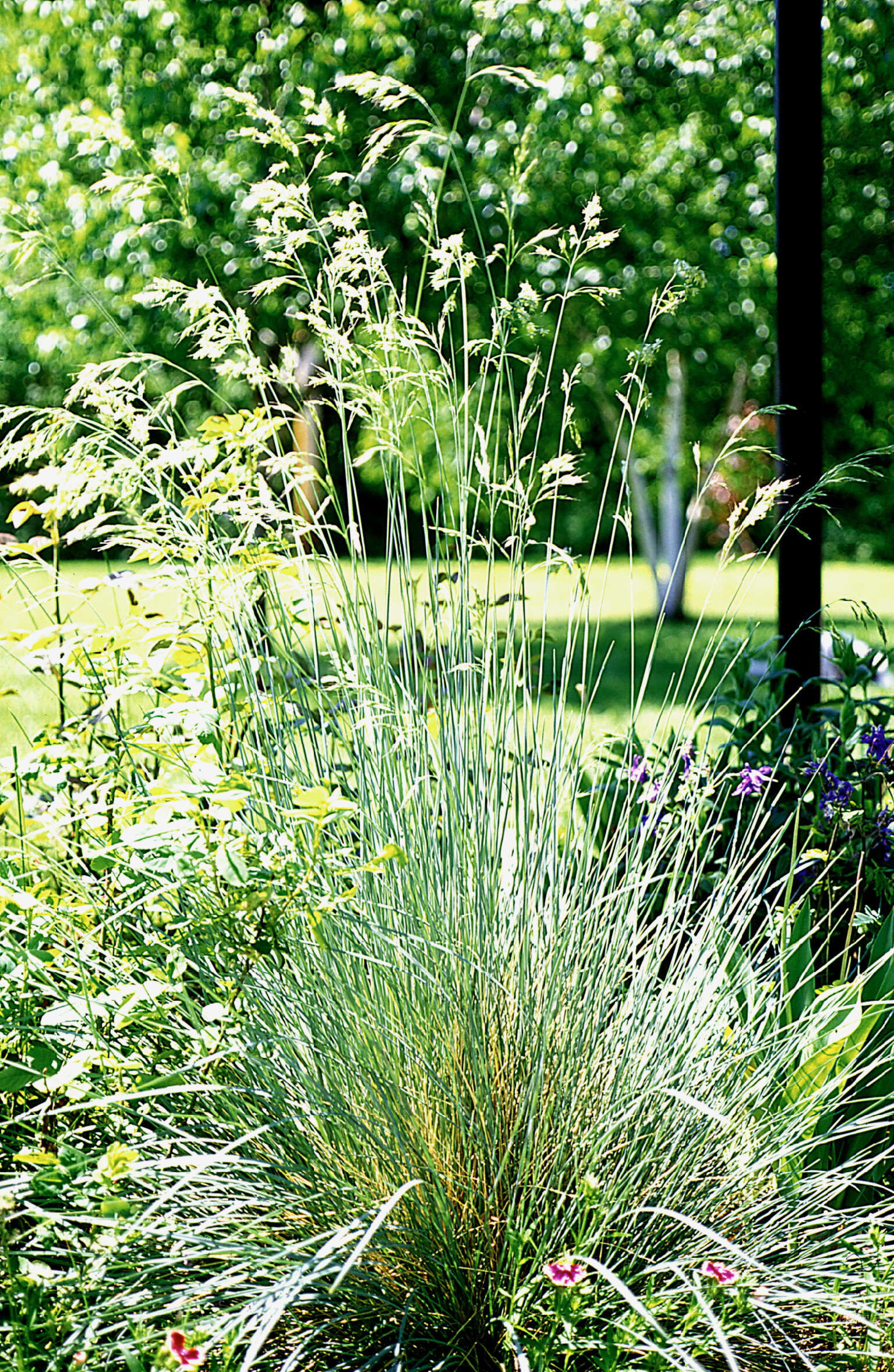 Image of blue oat grass