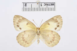 Colotis amata (Fabricius 1775)的圖片