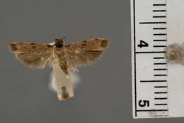 Image of Anacampsis terrenella Busck 1914