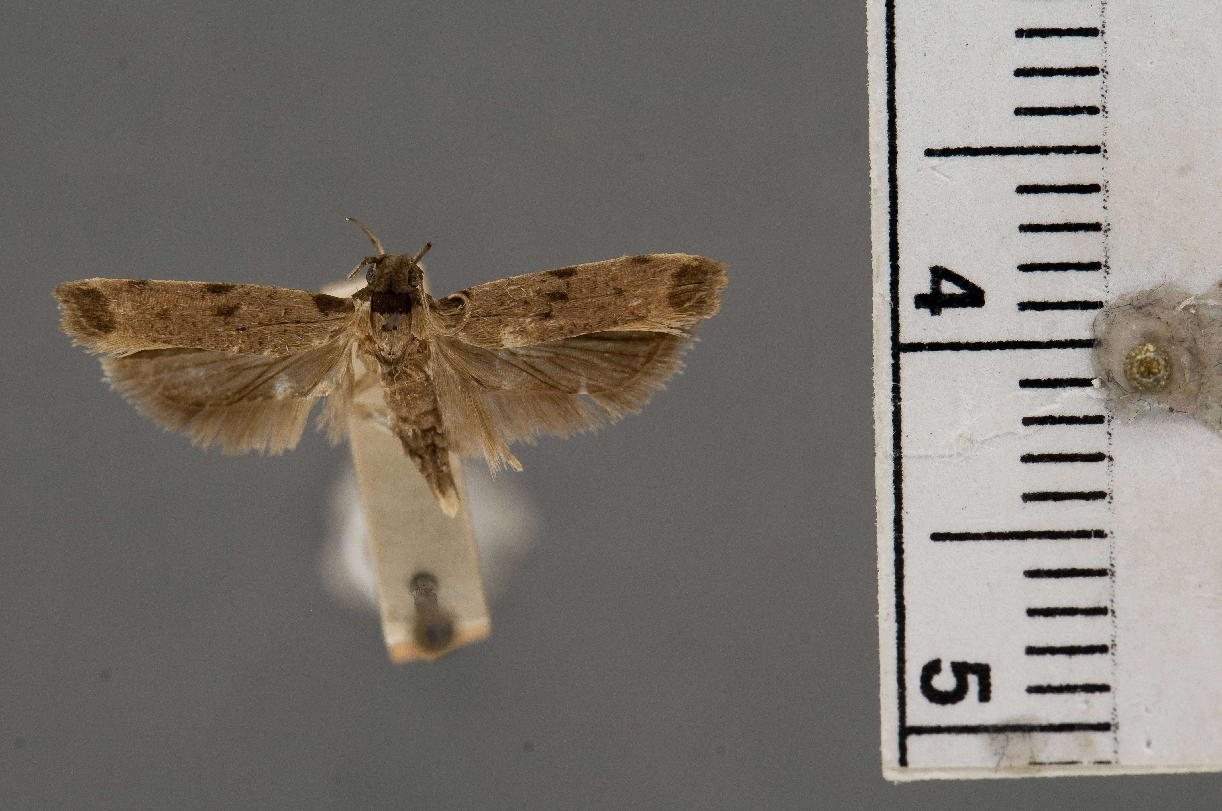 Image of Anacampsis terrenella Busck 1914