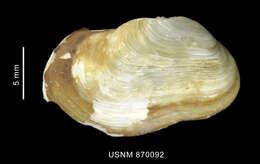 Image of Arctic hiatella