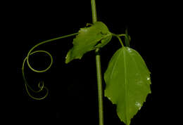 Imagem de Thinouia scandens Triana & Planch.