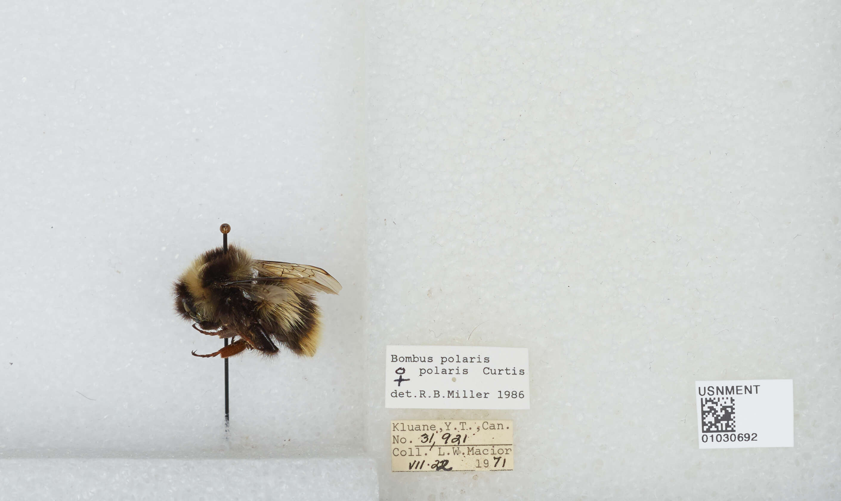 Image of Polar Bumble Bee