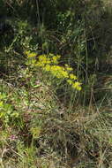 Image of Pineland Rayless-Goldenrod