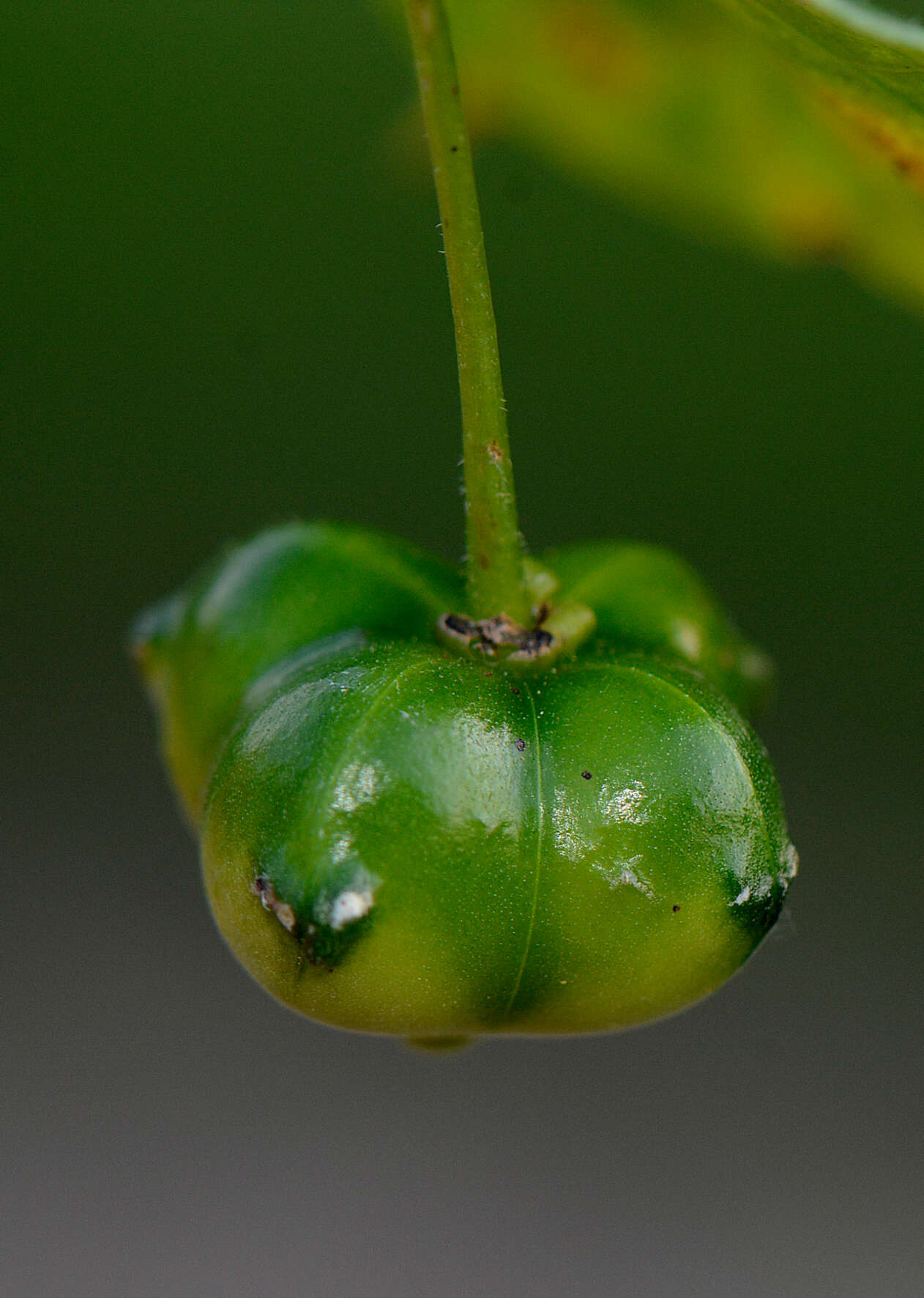 Image of Plukenetia penninervia Müll. Arg.