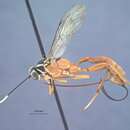 صورة Mesostenus clitellatus Townes 1962