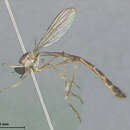 Image of Leptogaster bahamiensis Scarbrough 1996