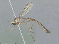 Image of Leptogaster bahamiensis Scarbrough 1996