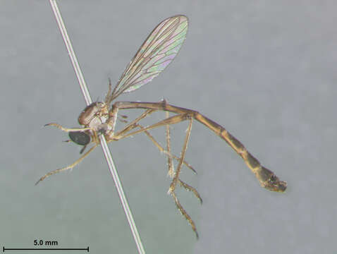 Image of Leptogaster bahamiensis Scarbrough 1996