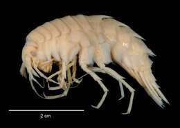 Image of Amphipoda